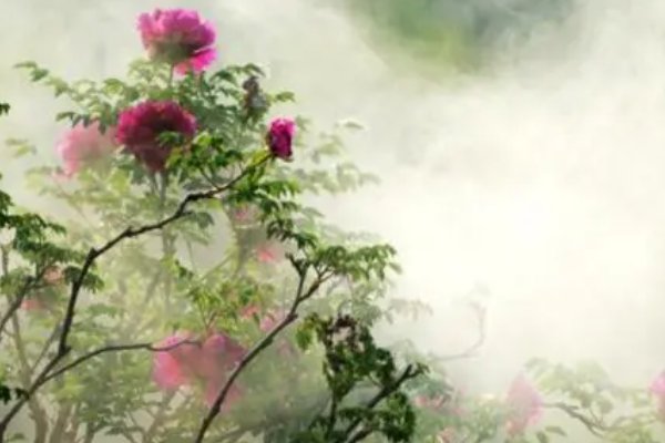 来如春梦不多时,去似朝云无觅处什么意思