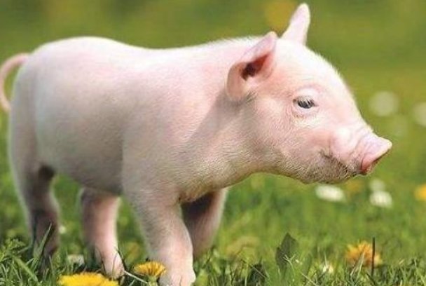 独霸天下的生肖