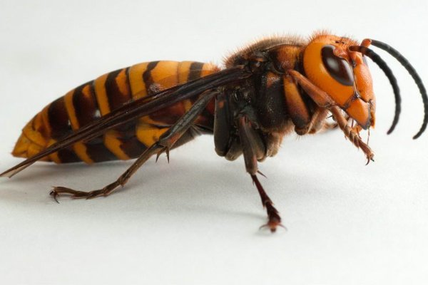 虎头蜂种类有哪些