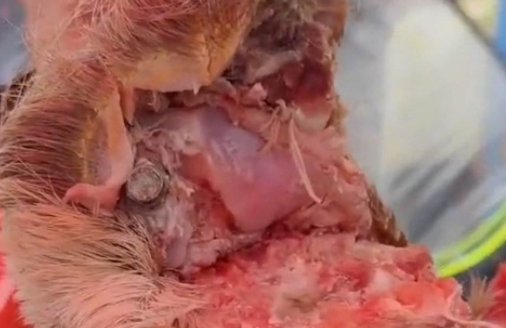 官方回应商贩用螺丝接牛腿卖假牛肉，你如何看待这个回应？