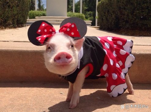 十二生肖中，胆子比较大，无所畏惧勇往直前的是哪些生肖？