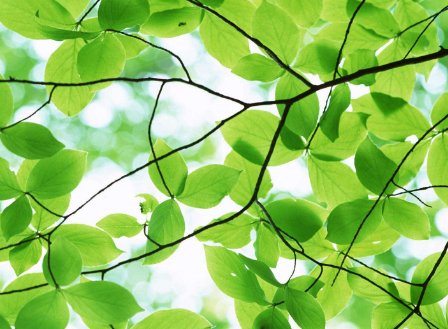 葱葱茏茏近义词