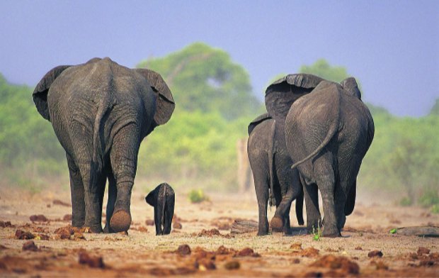 动物世界中赵忠祥说了哪句台词？