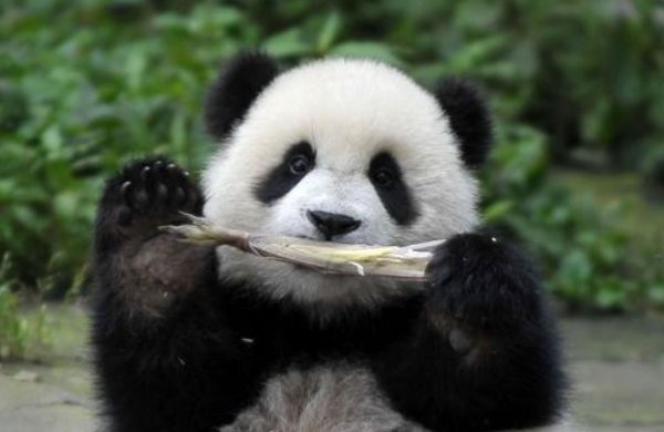 大熊猫吃竹子的方式是怎样的？