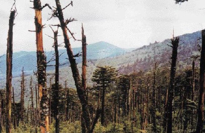 酸雨的主要成分是碳酸
