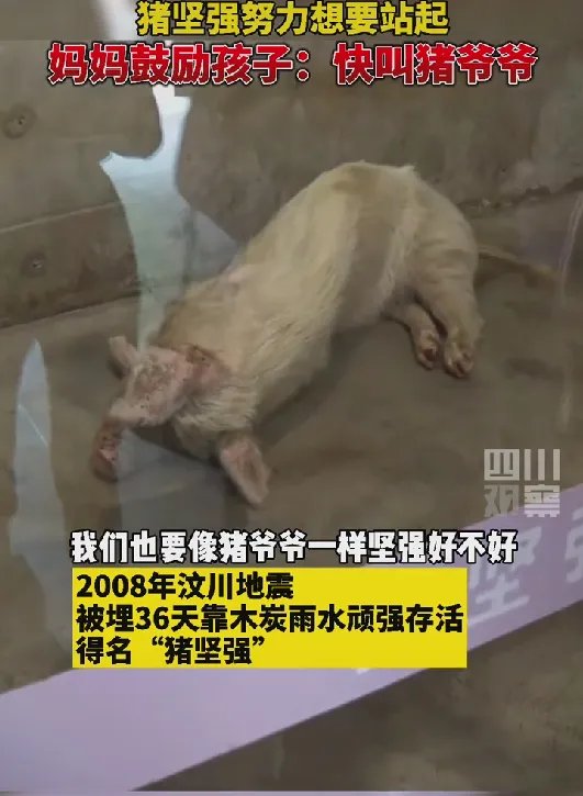 泸定一家猪地震时被废墟掩埋，40多天后发现其意外存活，这是怎样的奇迹？