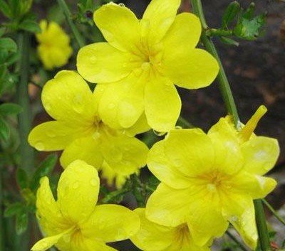 西昌当地人叫的金梅花儿到底是种什么植物，这种植物的叶子可以泡水喝，说是下火，我想知道它的书面名字