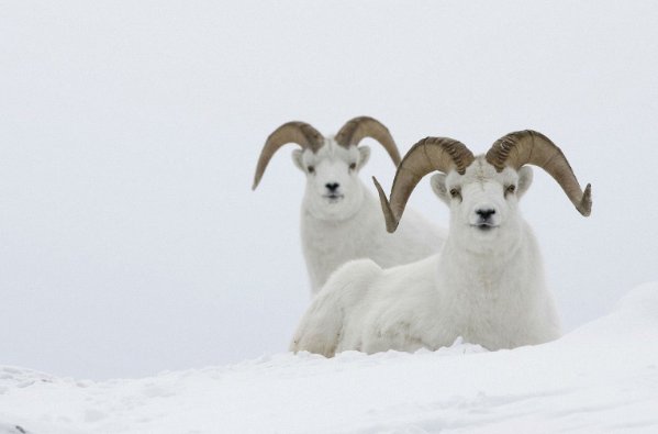 笑谈人生是什么意思指什么动物