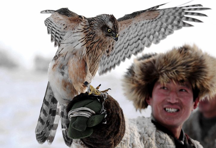 “鹘鹰”究竟应该怎么读