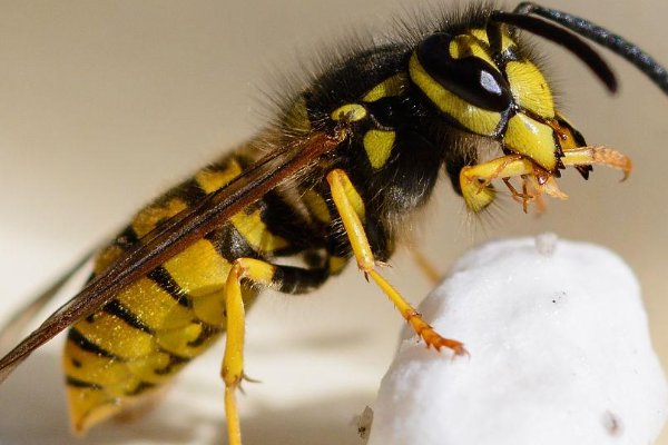 虎头蜂种类有哪些