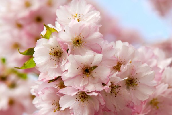 毓贞是什么意思