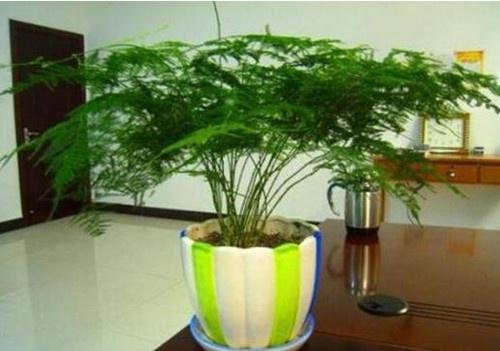 文竹有几种品种？