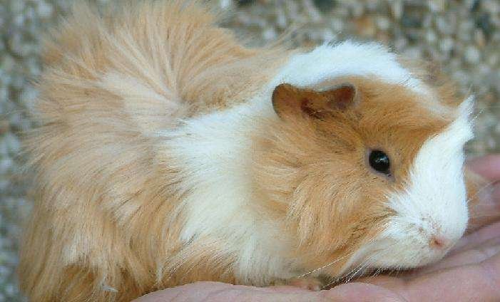 逆毛绒豚的生活习性