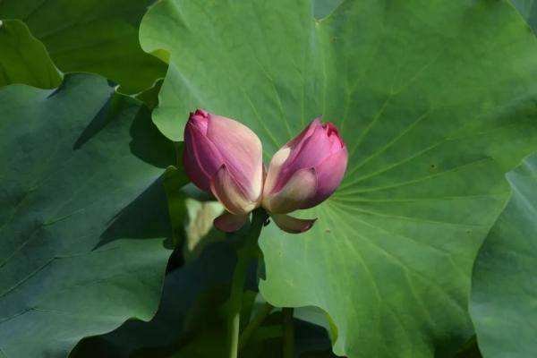 广州莲花山首次发现四蒂莲，这种奇特现象为何会出现？