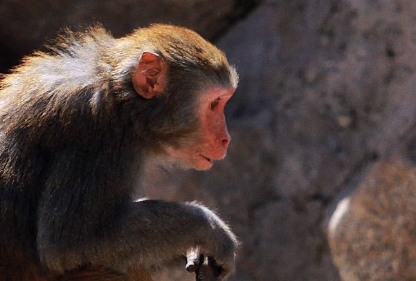 俯仰之间打一生肖最佳答案