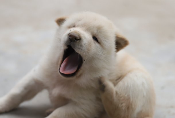 三年级14课小狗学叫续写第三种结局是什么？