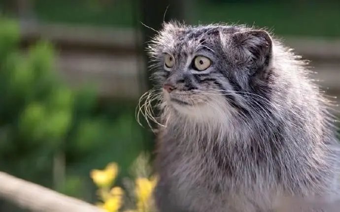 网红兔狲“狲思邈”是我国唯一圈养雄性兔狲，兔狲为何越来越少？