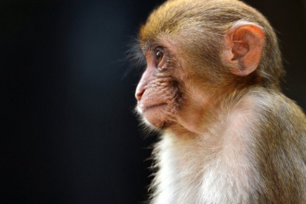 根壮叶茂正确生肖