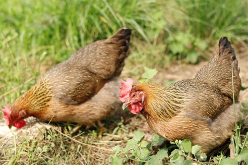 “手到擒来”猜个动物？