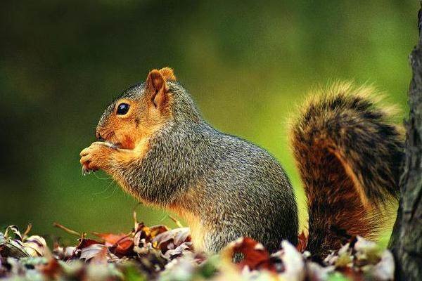 你还知道那些，动物的尾巴能干什么?