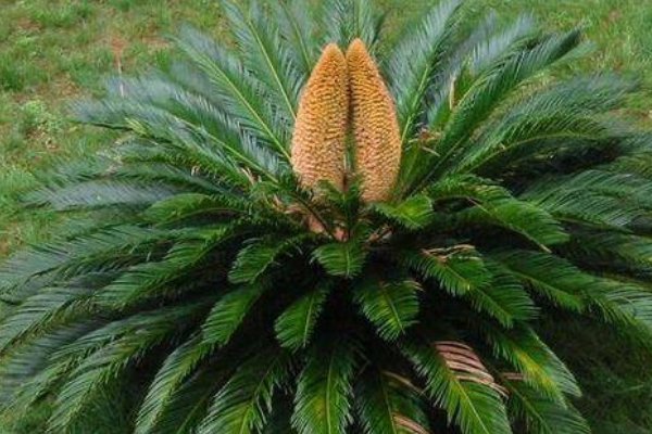 千年铁树开花是什么意思？