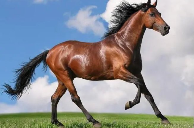 灭顶之灾是指什么生肖