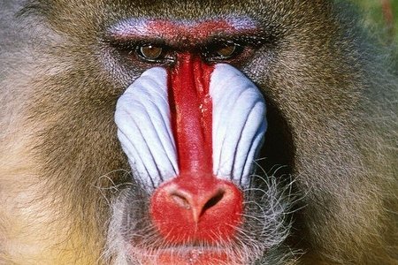 什么动物是红鼻子