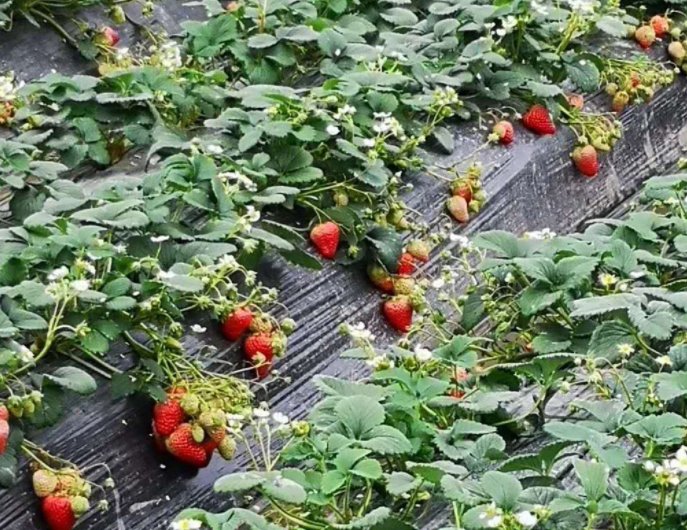 南京10万斤傅家边草莓滞销，养殖户该如何“破局”？