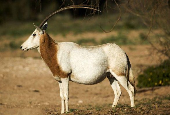 灭绝的动物有哪些