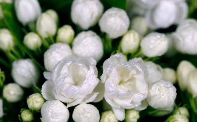 yasmine什么意思？