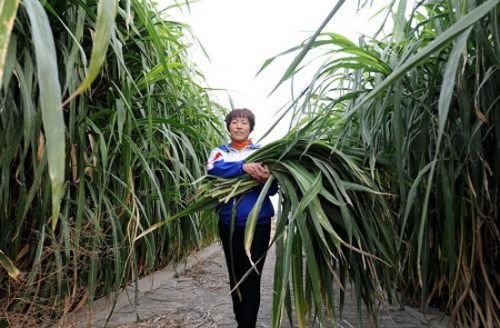 《聚焦三农》中指的是哪三农？如何看待三农问题？