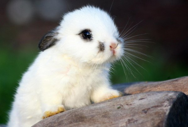 明眸皓齿打一生肖什么动物