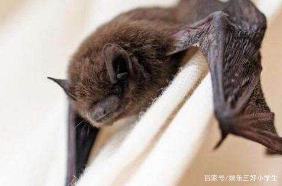 家里为什么会进蝙蝠？