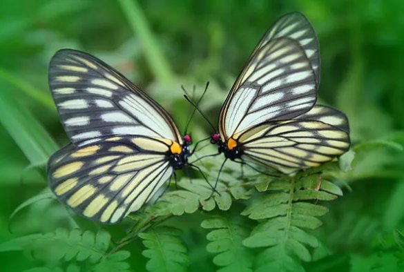 6只脚的动物有哪些