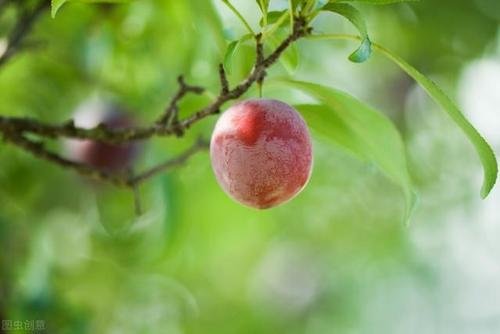梅子熟了的意思是什么？