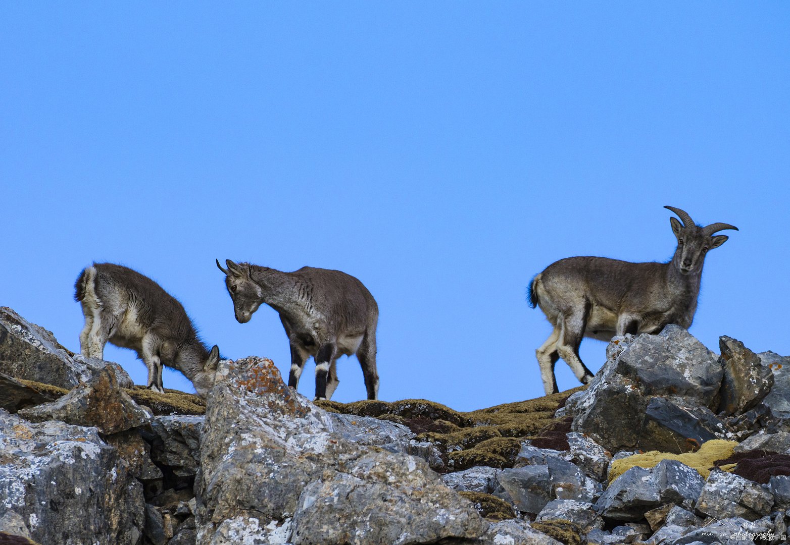 四川地震60秒众生相：震懵了猫，动物们在天灾来临时作何反映？