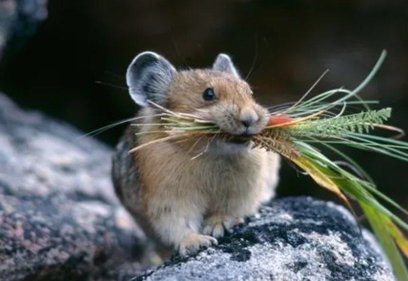 鱼水之情打一动物生肖