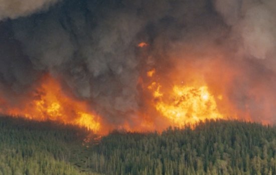 森林着火的事件有哪些？