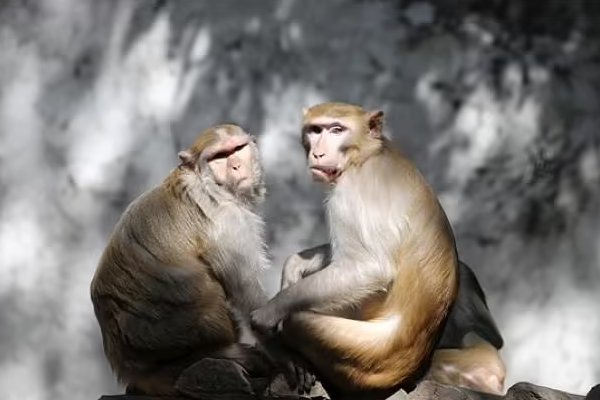 攀高枝儿打一个生肖