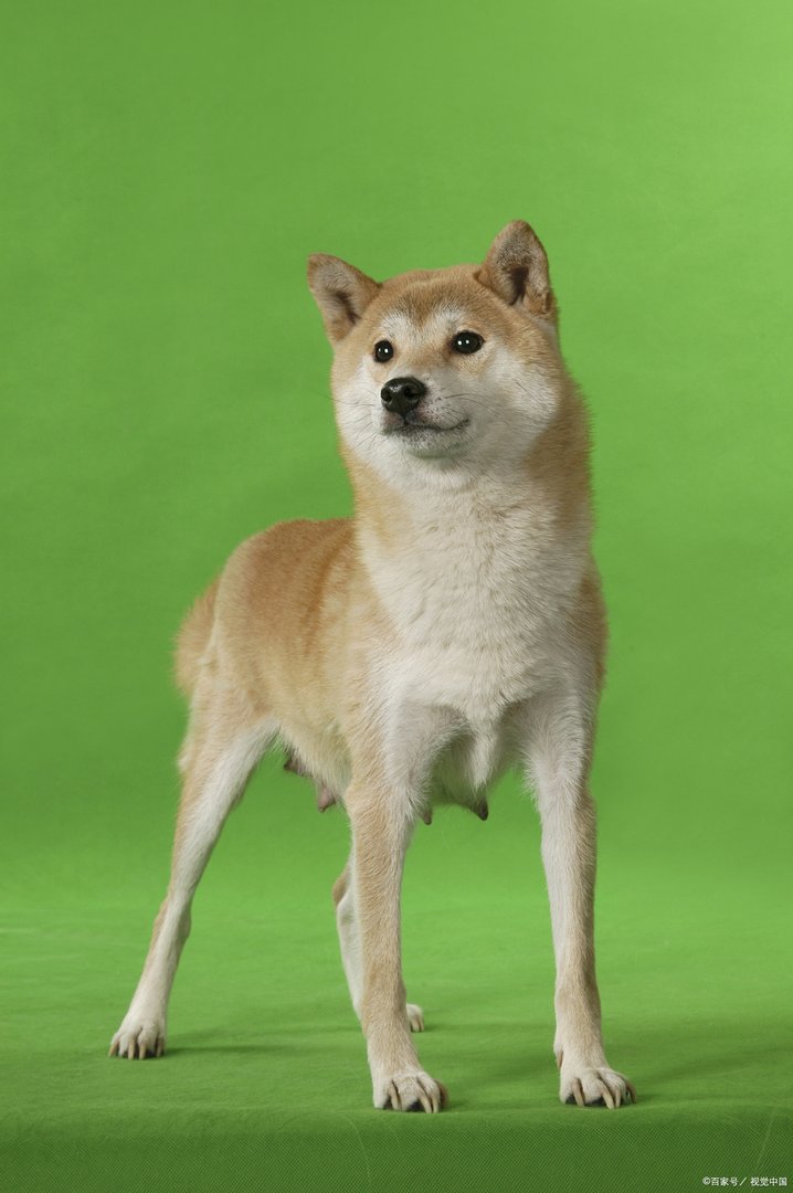 狗是人类的小伙伴，那么狗肉到底该不该吃呢？你怎么看？