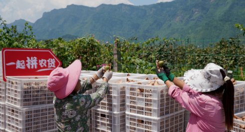 多多买菜客服电话24小时人工