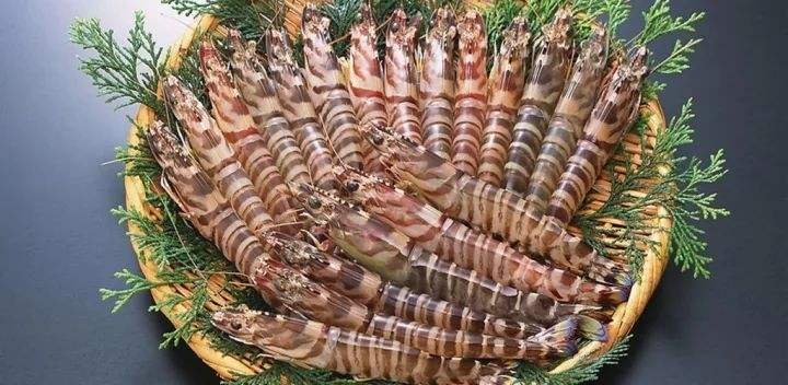 海洋中的虾都有哪几个品种