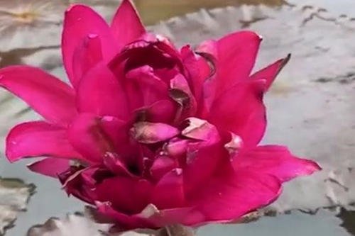 广州莲花山首次发现四蒂莲，这种奇特现象为何会出现？