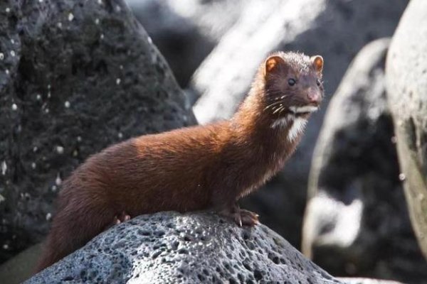 保虫宿主的名词解释