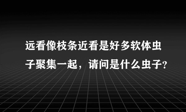 远看像枝条近看是好多软体虫子聚集一起，请问是什么虫子？