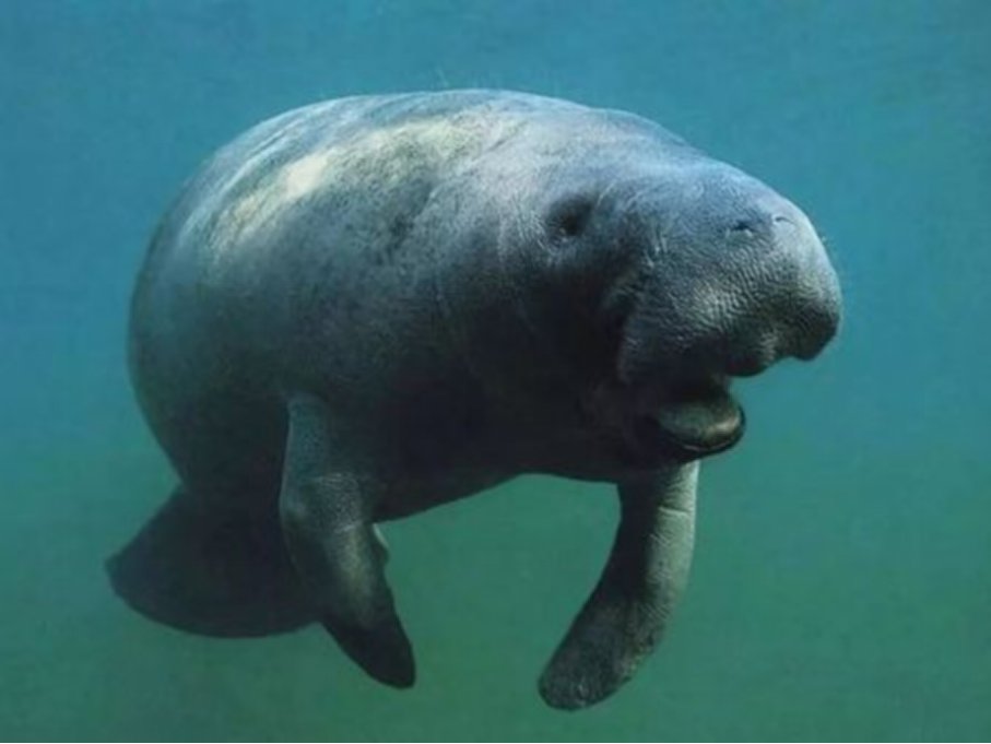 海牛与大象的亲缘关系