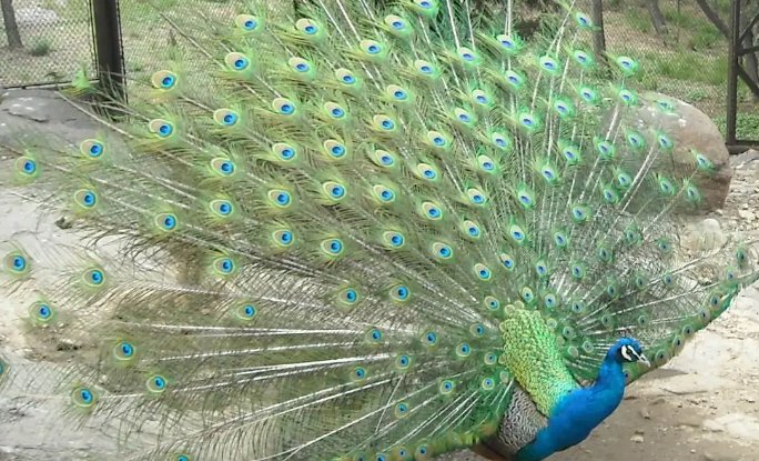 孔雀开屏什么意思？