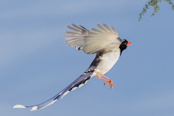 “刿”字怎么读？