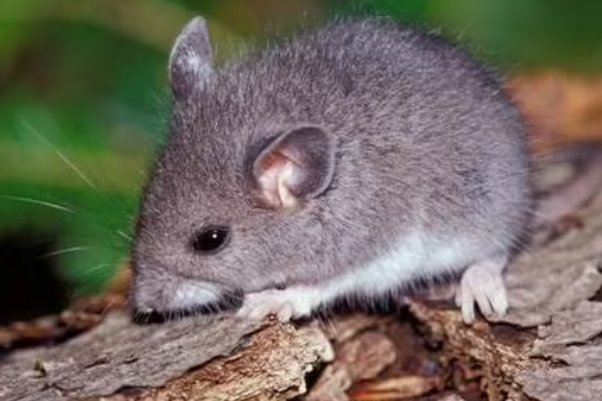 攀高枝儿解一生肖