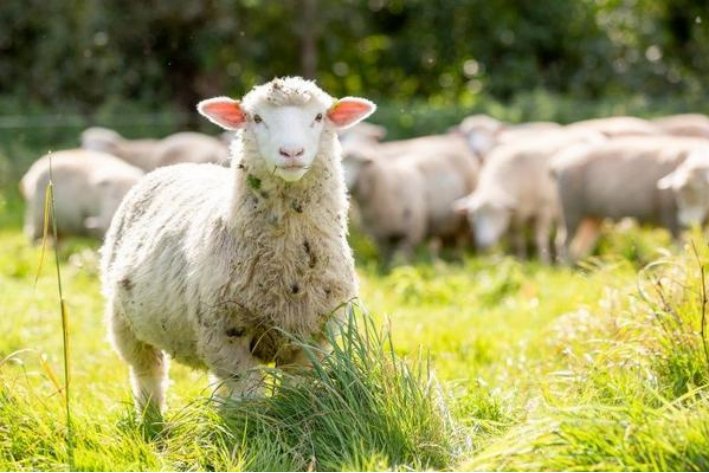 自相惊扰打一生肖最佳答案是什么